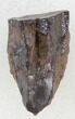 Triceratops Shed Tooth - Montana #38607-1